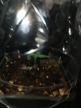 Growreport Bild 61