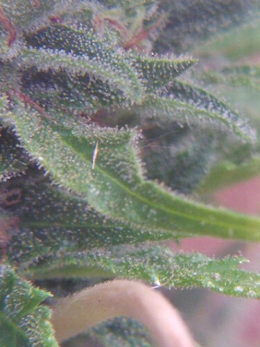 Growreport Bild 8