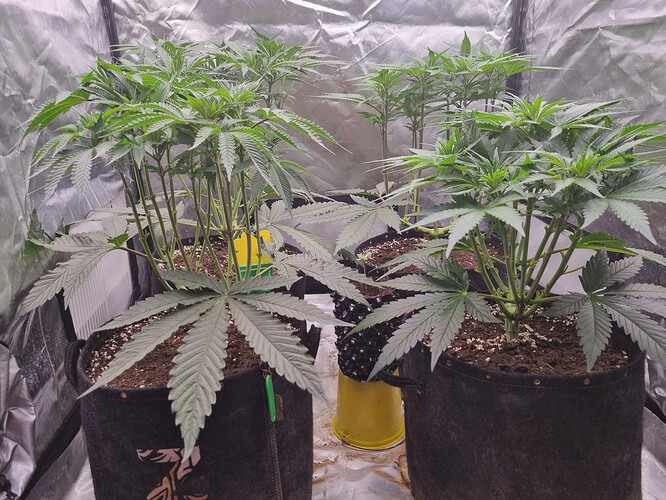 Growreport Bild 39