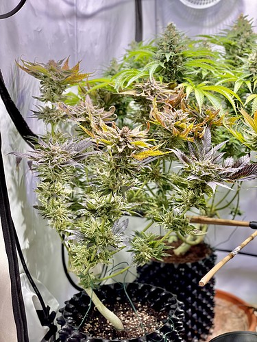 Growreport Bild 17