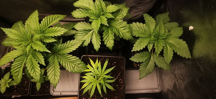 Growreport Bild 27