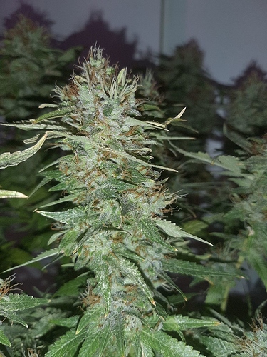 Growreport Bild 3