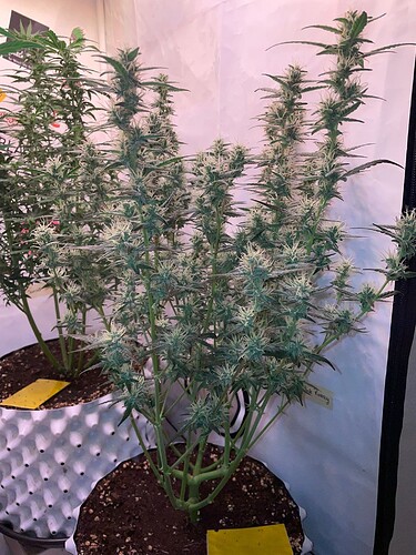 Growreport Bild 4