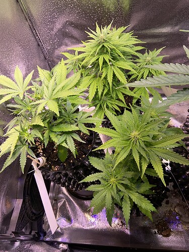 Growreport Bild 25