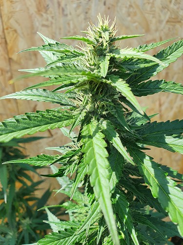 Growreport Bild 7