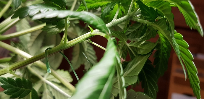 Growreport Bild 4