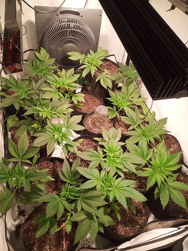 Growreport Bild 9