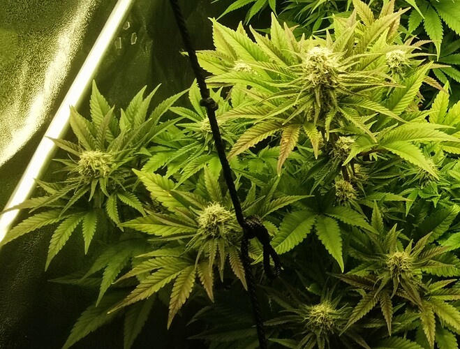 Growreport Bild 1