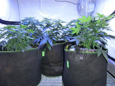 Drei Cannabis-Pflanzen in großen schwarzen Stofftöpfen unter einer Grow-Lampe, mit einem Ventilator im Hintergrund.