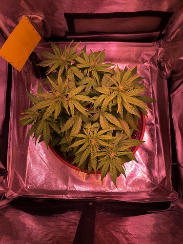 Growreport Bild 3