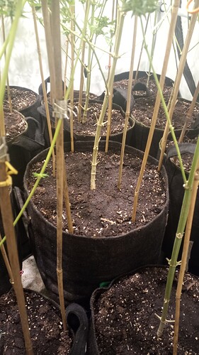 Growreport Bild 3