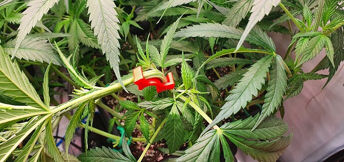 Growreport Bild 5