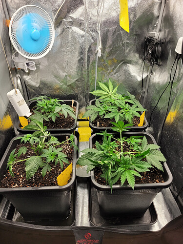 Growreport Bild 17