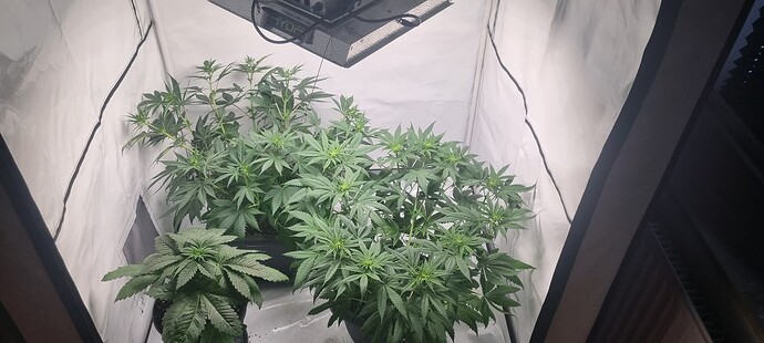 Growreport Bild 6