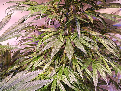 Growreport Bild 1