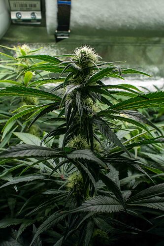 Growreport Bild 5
