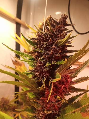 Growreport Bild 27
