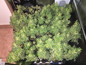 Growreport Bild 1
