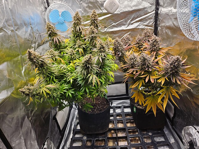Growreport Bild 41