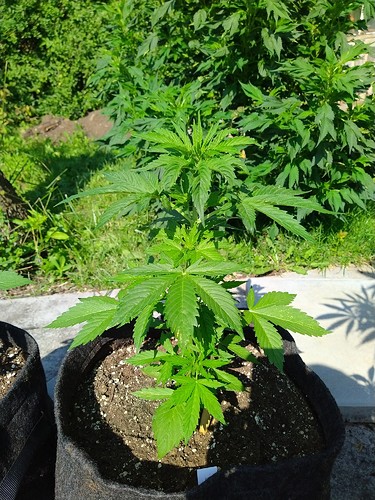 Growreport Bild 9