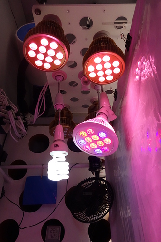 Growreport Bild 6