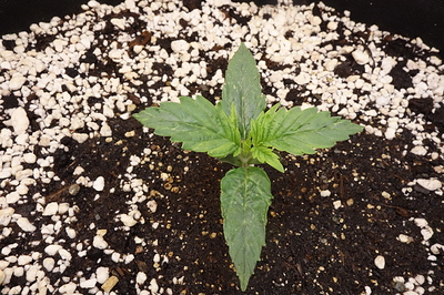 Growreport Bild 18