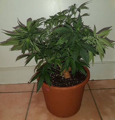 Growreport Bild 4