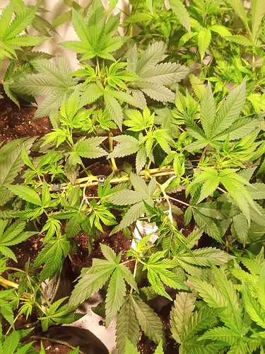 Growreport Bild 48