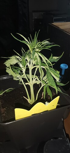 Growreport Bild 27
