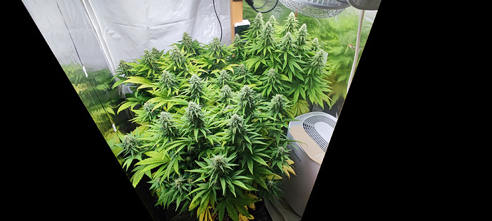 Growreport Bild 2