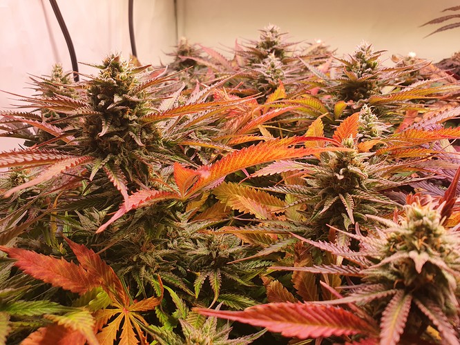 Growreport Bild 4