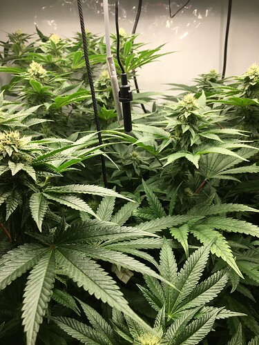 Growreport Bild 6