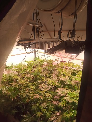 Growreport Bild 41
