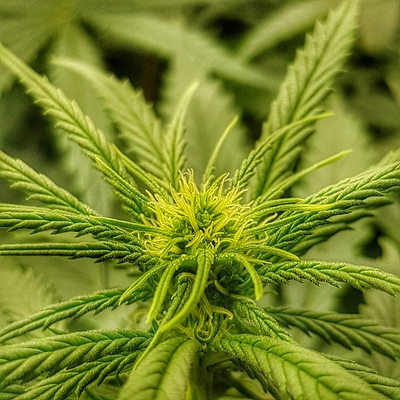 Growreport Bild 6