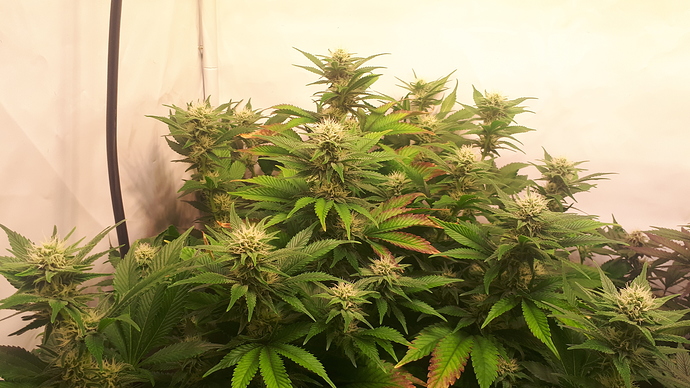 Growreport Bild 3