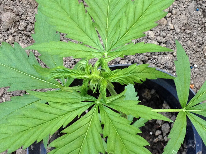 Growreport Bild 8
