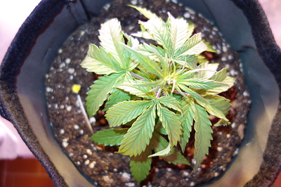 Eine junge Cannabispflanze in einem Stofftopf, die sich im Wuchs befindet.