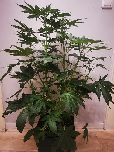 Growreport Bild 9