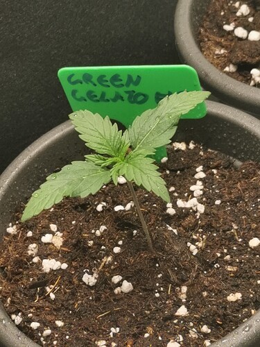 Growreport Bild 7