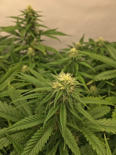 Growreport Bild 31