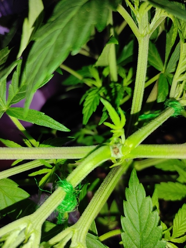 Growreport Bild 4