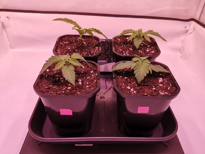 Growreport Bild 4