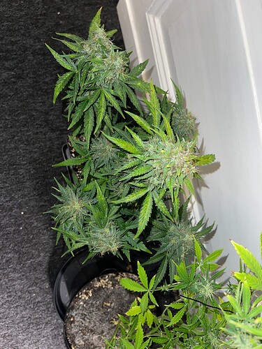 Growreport Bild 8