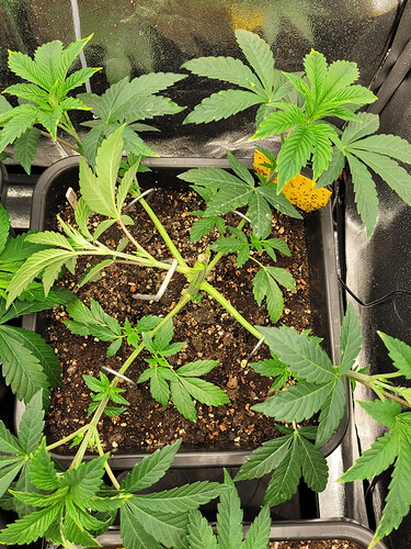 Growreport Bild 2