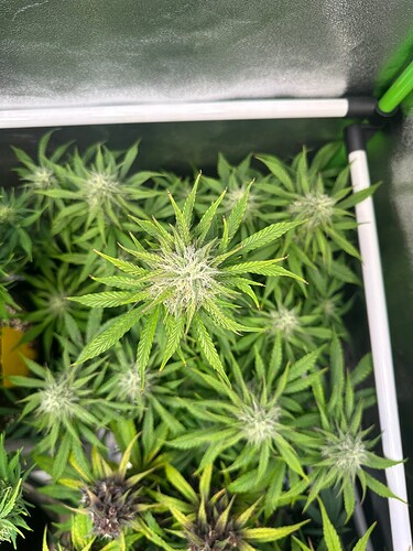 Growreport Bild 9