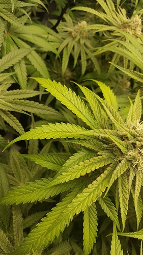 Growreport Bild 1