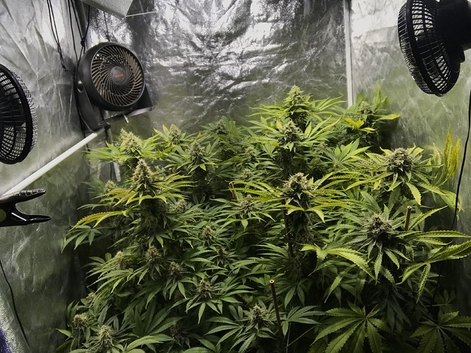 Growreport Bild 14