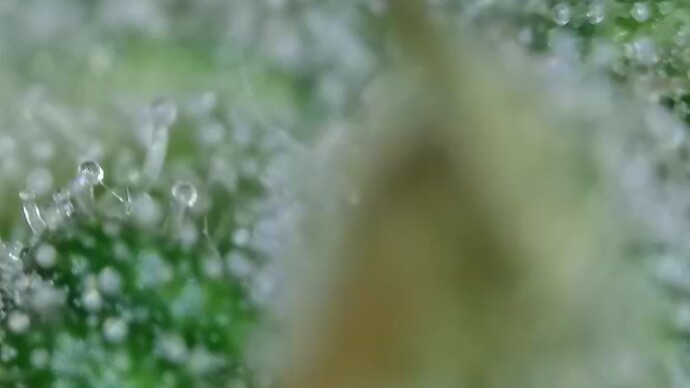 Growreport Bild 33