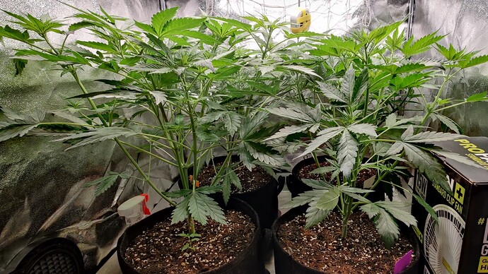 IMG_20220610_192933