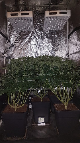 Growreport Bild 5